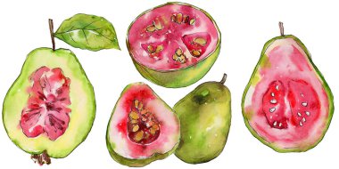 Egzotik guava yabani meyve izole bir suluboya tarzında.