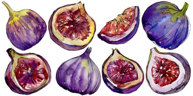 Egzotik Menekşe incir yabani meyve izole bir suluboya tarzında.