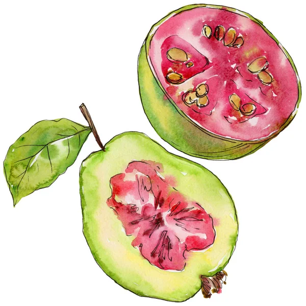 Exotic guava wild fruit in a watercolor style isolated.