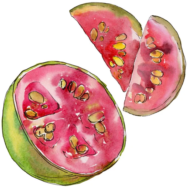 Goyave exotique fruits sauvages dans un style aquarelle isolé . — Photo