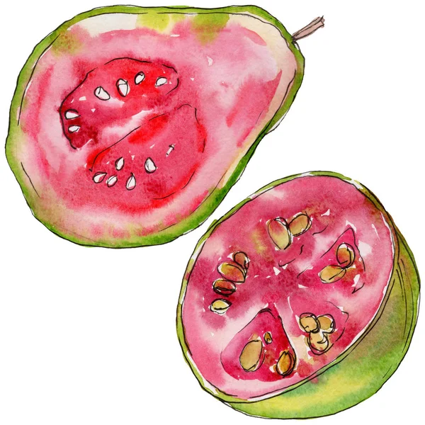 Εξωτικής γκοϋάβας άγρια φρούτα σε στυλ υδροχρώματος απομονωμένες. — Φωτογραφία Αρχείου