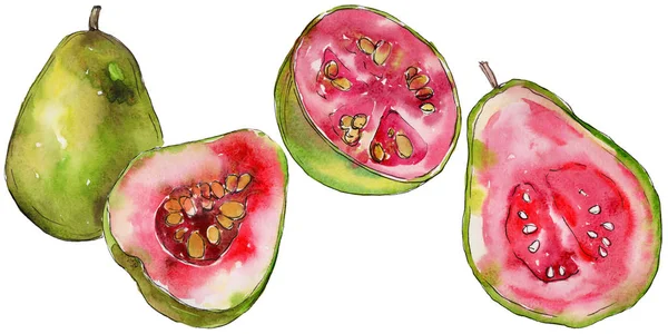 Frutta selvatica guava esotica in uno stile ad acquerello isolato . — Foto Stock