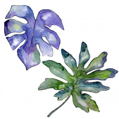 Bir suluboya tarzında izole mavi tropikal yaprak. 