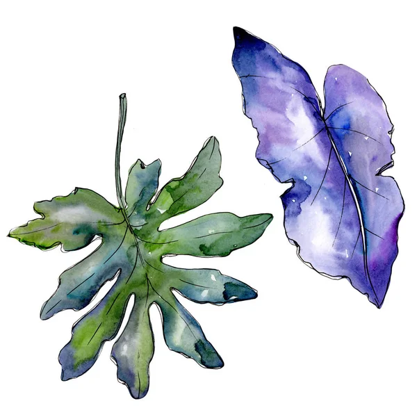 Bir suluboya tarzında izole mavi tropikal yaprak. 