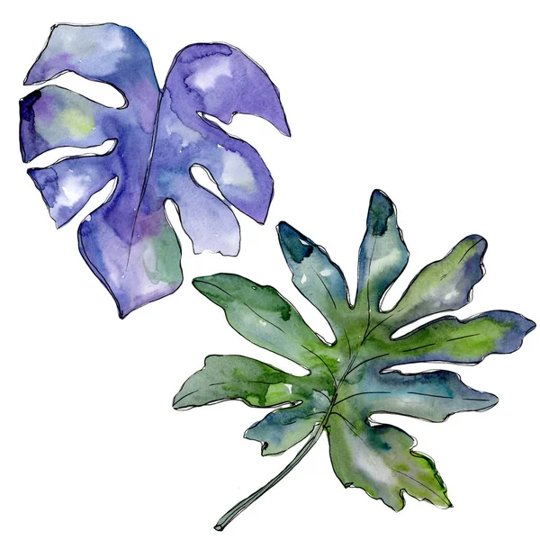 Bir suluboya tarzında izole mavi tropikal yaprak. 