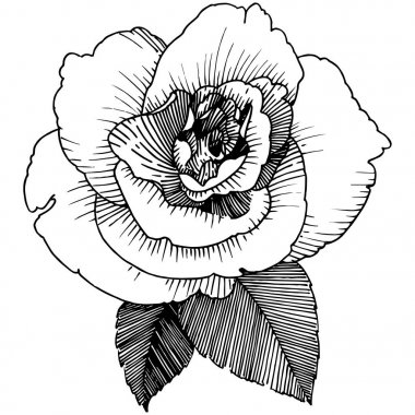 Kır çiçeği izole bir vektör tarzda gül.