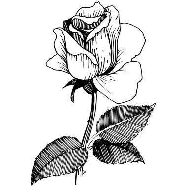 Kır çiçeği izole bir vektör tarzda gül.