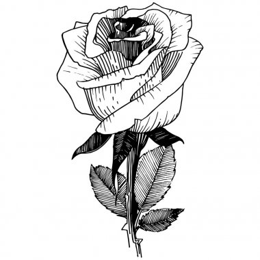 Kır çiçeği izole bir vektör tarzda gül.