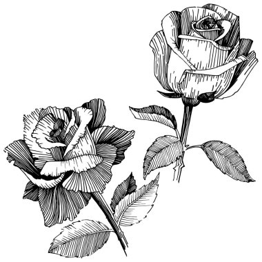 Kır çiçeği izole bir vektör tarzda gül.