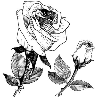 Kır çiçeği izole bir vektör tarzda gül.