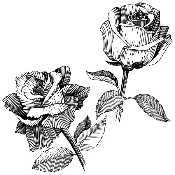 Wildflower ros i vektor stil isolerade. — Stock vektor