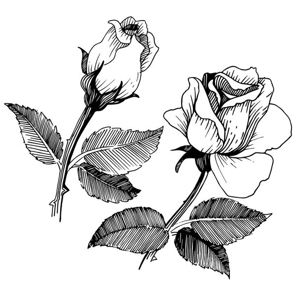 Wildflower rose in a vector style isolated.
