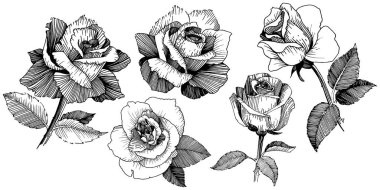 Kır çiçeği izole bir vektör tarzda gül.