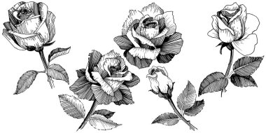 Kır çiçeği izole bir vektör tarzda gül.