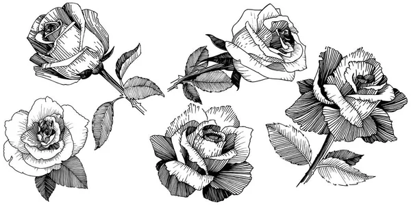 Цветочные розы в изолированном векторном стиле . — стоковый вектор
