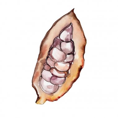 Egzotik baobab yabani meyve izole bir suluboya tarzında.