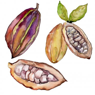 Egzotik baobab yabani meyve izole bir suluboya tarzında.