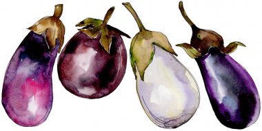 Patlıcan yabani sebze izole bir suluboya tarzında.