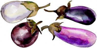 Patlıcan yabani sebze izole bir suluboya tarzında.