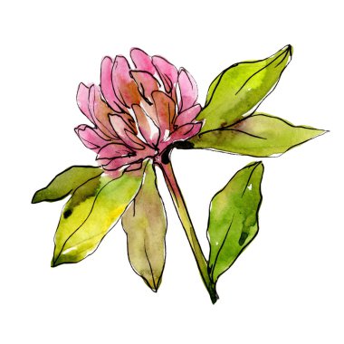 Kır çiçeği yonca çiçek izole bir suluboya tarzında.