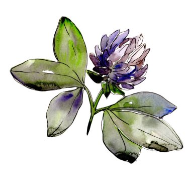 Kır çiçeği yonca çiçek izole bir suluboya tarzında.