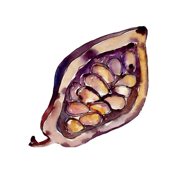 Экзотические баобаб дикие фрукты в акварельном стиле изолированы . — стоковое фото
