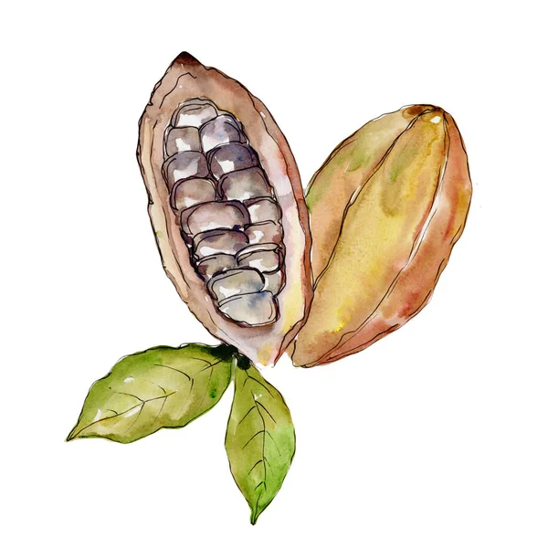 Exotic baobab wild fruit in a watercolor style isolated. — Stock Photo, Image