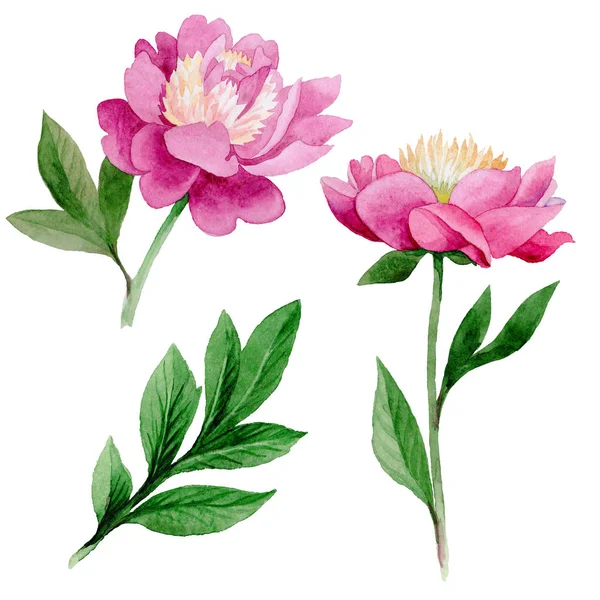 Roze pioen. Floral botanische bloem. Wild zomer blad wildflower geïsoleerd. — Stockfoto