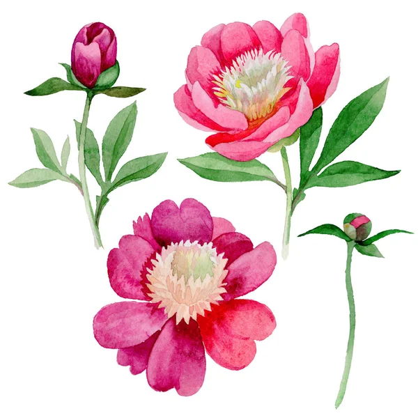 Pivoine rose. Fleur botanique florale. Feuille sauvage d'été fleur sauvage isolée . — Photo
