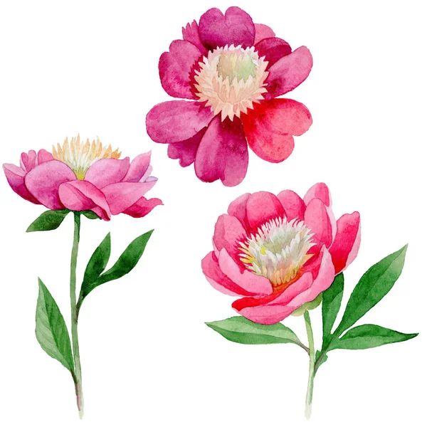 Rózsaszín bazsarózsa. Virágos botanikai virág. Vad nyári levél vadvirág elszigetelt. — Stock Fotó