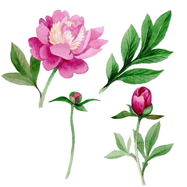 Pink peony. Floral botanical flower. Wild summer leaf wildflower isolated. — Stock Photo, Image