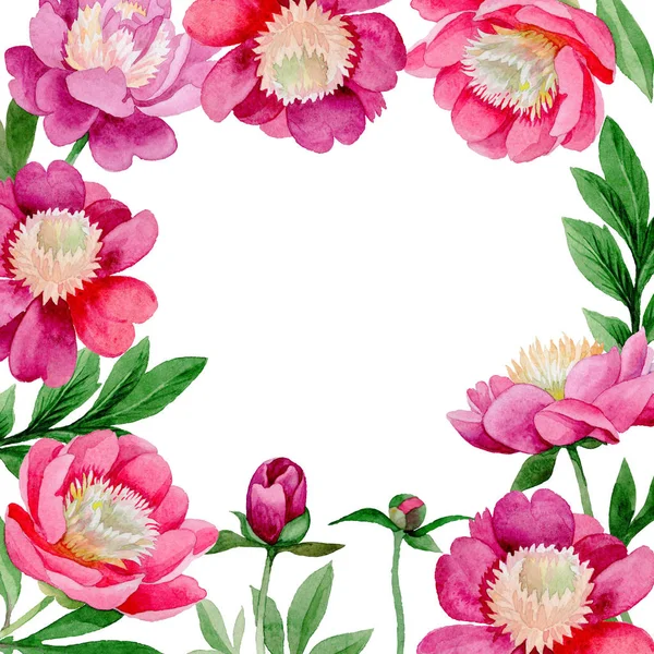 Ροζ παιωνία. Floral βοτανικό λουλούδι. Άγρια καλοκαίρι φύλλο wildflower καρέ. — Φωτογραφία Αρχείου