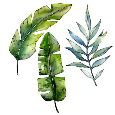 Bir suluboya tarzında izole tropikal yeşil lesves.