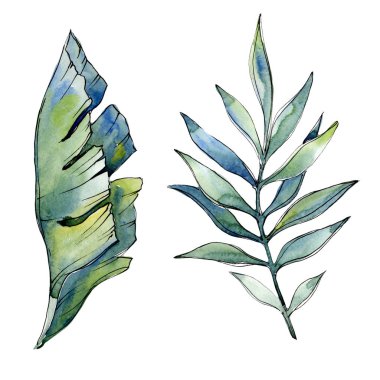 Bir suluboya tarzında izole tropikal yeşil lesves.