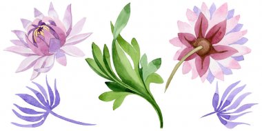 Pembe nilüfer. Botanik çiçek. İzole vahşi bahar yaprak kır çiçeği.