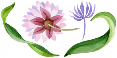 Pembe nilüfer. Botanik çiçek. İzole vahşi bahar yaprak kır çiçeği.