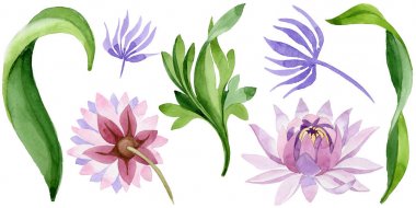 Pembe nilüfer. Botanik çiçek. İzole vahşi bahar yaprak kır çiçeği.