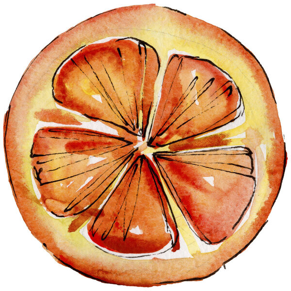 Экзотические цитрусовые дикие фрукты в акварельном стиле изолированы
.