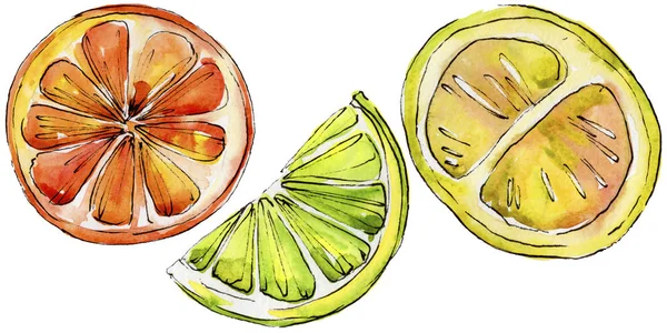 Citrinos exóticos frutas selvagens em um estilo aquarela isolado . — Fotografia de Stock
