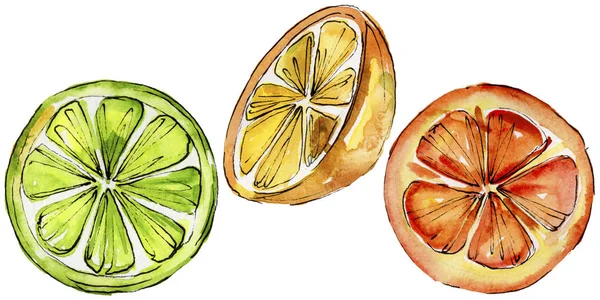 Citrinos exóticos frutas selvagens em um estilo aquarela isolado . — Fotografia de Stock