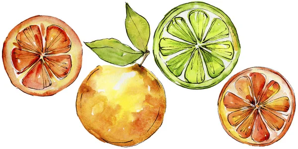 Citrinos exóticos frutas selvagens em um estilo aquarela isolado . — Fotografia de Stock