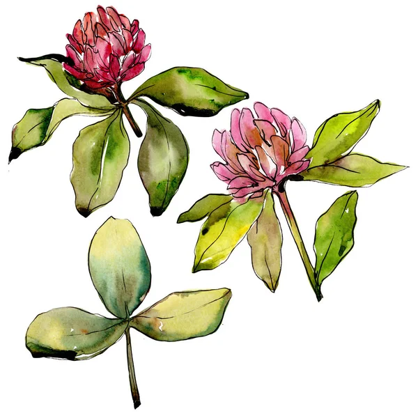 Wildflower clover flower in a watercolor style isolated.