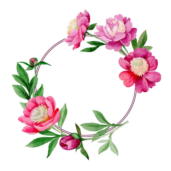 粉红牡丹。花卉植物花。野生夏叶野花框架. — 图库照片