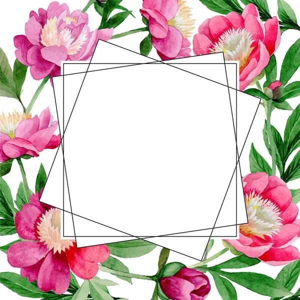 粉红牡丹。花卉植物花。野生夏叶野花框架. — 图库照片