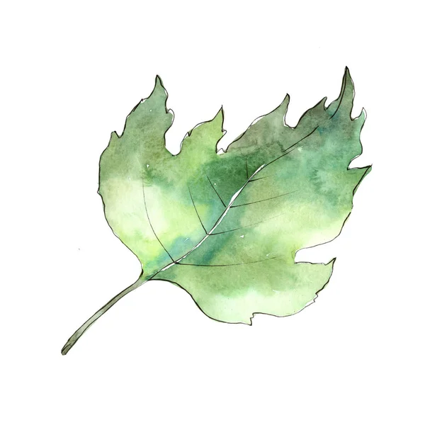 Viburnum folhas em um estilo aquarela isolado . — Fotografia de Stock