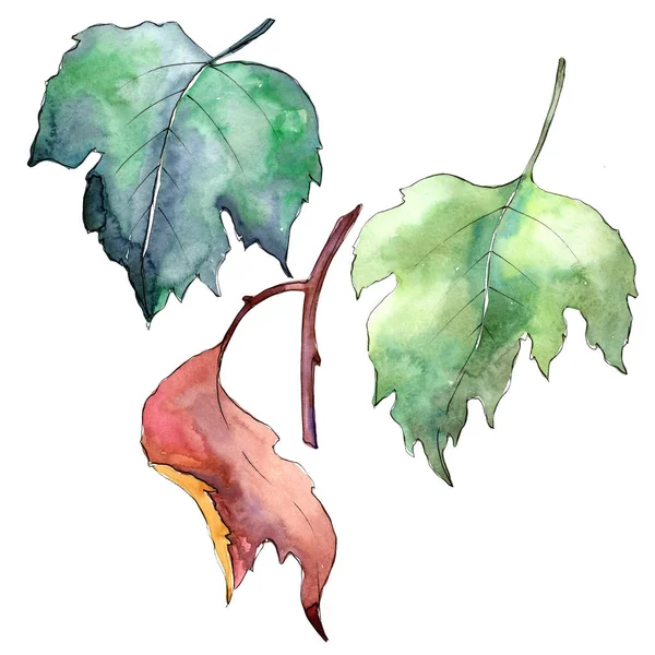 가 막 살 나무속 잎 절연 수채화 스타일. — 스톡 사진