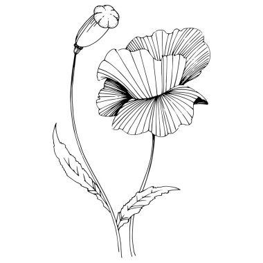 Kır çiçeği haşhaş çiçek izole bir vektör tarzı.