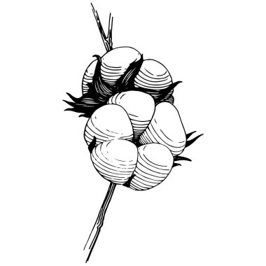 Kır çiçeği pamuk çiçek izole bir vektör tarzı.