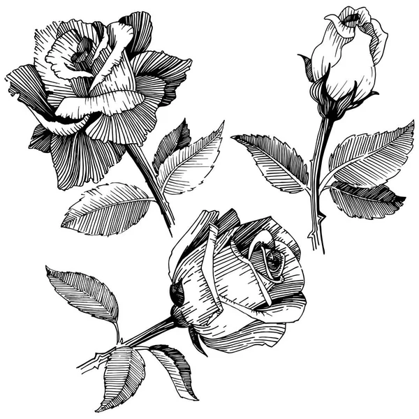 Rose des fleurs sauvages dans un style vectoriel isolé . — Image vectorielle
