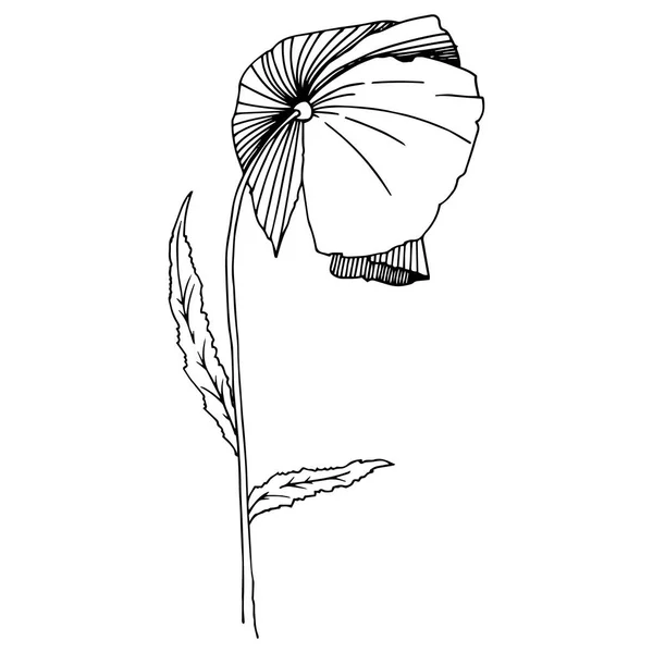 Wildflower papavers bloem in een vector stijl geïsoleerd. — Stockvector